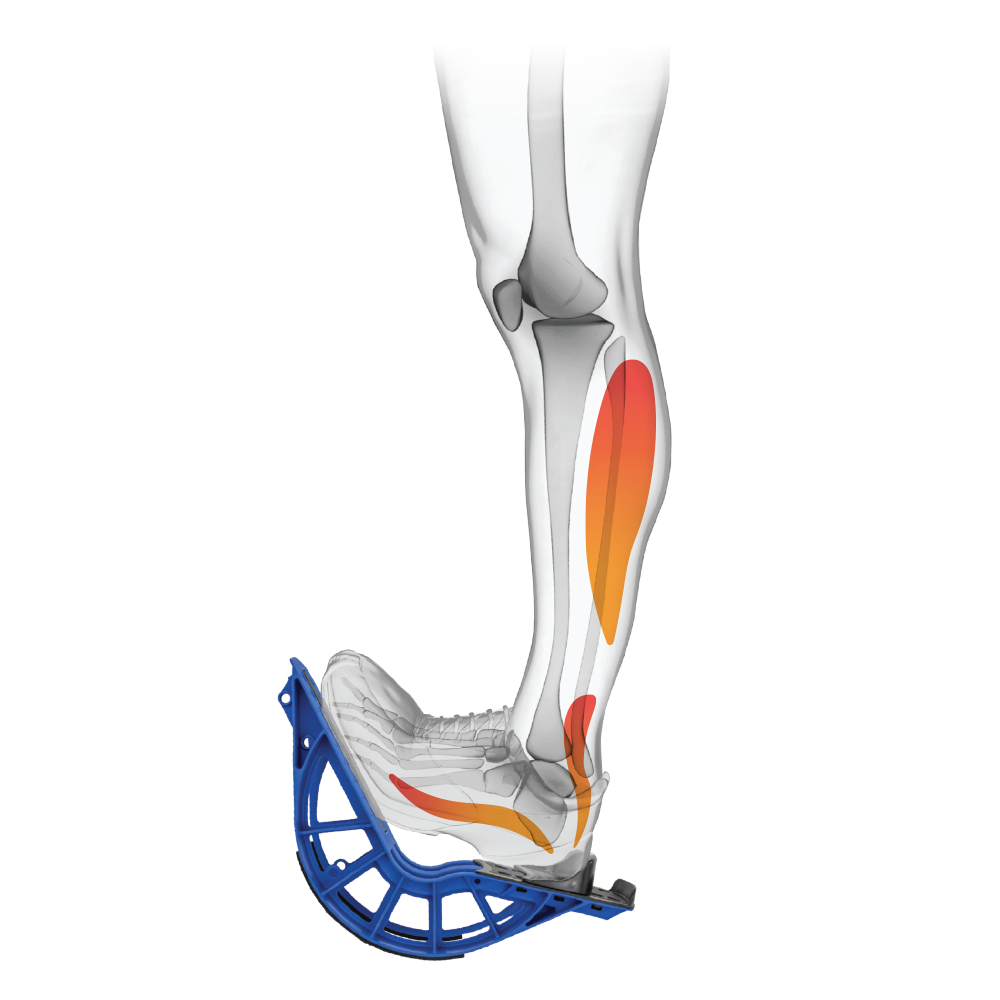 Illustration of ProStretch plus Calve Stretch